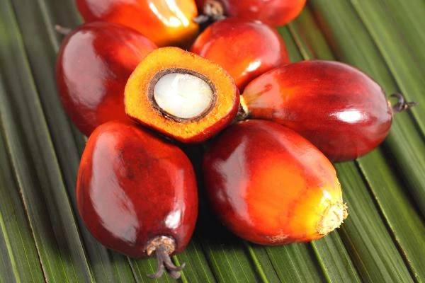 Indonesia’s Palm Kernel Exports Surged 18% in 2014